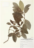 藏品(珊瑚樹)的圖片